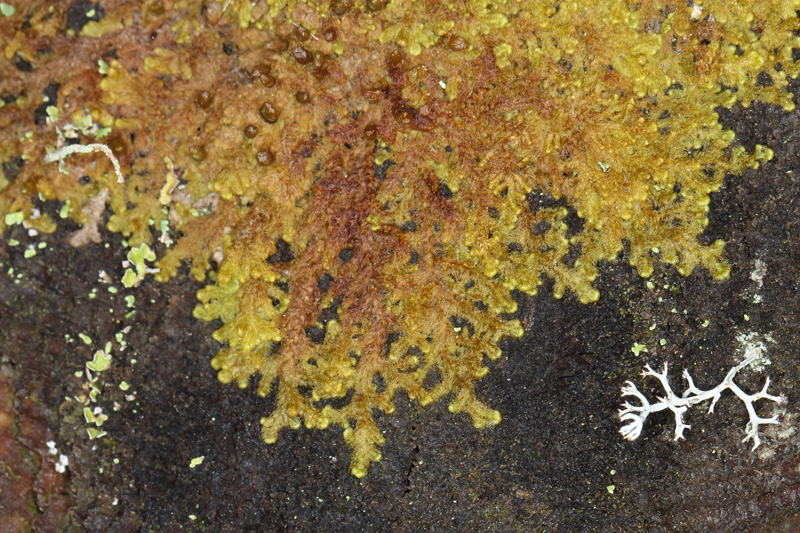 Ptilidium pulcherrimum